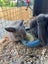 Pure Bred Mini Lop Kits Carousel 7