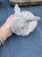 Pure Bred Mini Lop Kits Carousel 8