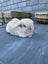 Pure Bred Mini Lop Kits Carousel 9