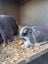 Pure Bred Mini Lop Kits Carousel 11