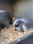 Pure Bred Mini Lop Kits Carousel 12