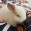 Mini lop bunnies Carousel 3