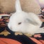 Mini lop bunnies Carousel 4