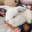 Mini lop bunnies Carousel 5