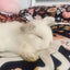 Mini lop bunnies Carousel 6