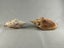 Vintage Turbinella Seashells Carousel 1