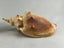 Vintage Turbinella Seashells Carousel 2