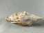 Vintage Turbinella Seashells Carousel 3