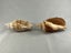 Vintage Turbinella Seashells Carousel 4