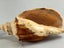 Vintage Turbinella Seashells Carousel 5