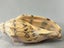Vintage Turbinella Seashells Carousel 6