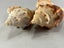 Vintage Turbinella Seashells Carousel 7
