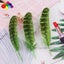 11color Pretty Premium 10-15cm/4-6inch Diy 100 PCS Female Pheasant Tail Feathers Carousel 14