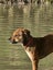 Phoebe (Ellie's Canine Rescue & Rehome) Carousel 3