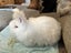 2 Pure Bred English Angora Bunnies Carousel 5