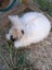 2 Pure Bred English Angora Bunnies Carousel 6
