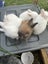 2 Pure Bred English Angora Bunnies Carousel 4