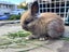 2 Pure Bred English Angora Bunnies Carousel 3