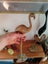 2x Mid century brass flamingos Carousel 8
