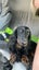 Dachshund male stud Carousel 4