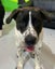 Beautiful Boy looking for Loving Forever Home Carousel 2