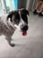 Beautiful Boy looking for Loving Forever Home Carousel 3