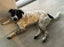 Beautiful Boy looking for Loving Forever Home Carousel 5