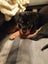 Purebred Rottweiler puppies Carousel 15