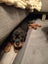 Purebred Rottweiler puppies Carousel 16