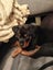 Purebred Rottweiler puppies Carousel 17