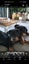 Purebred Rottweiler puppies Carousel 18
