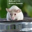 Gorgeous baby girl mice! Carousel 14