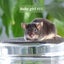 Gorgeous baby girl mice! Carousel 5
