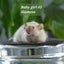 Gorgeous baby girl mice! Carousel 3