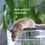 Gorgeous baby girl mice! Carousel 6