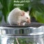 Gorgeous baby girl mice! Carousel 7