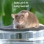 Gorgeous baby girl mice! Carousel 4