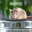 Gorgeous baby girl mice! Carousel 9
