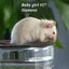 Gorgeous baby girl mice! Carousel 10