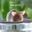 Gorgeous baby girl mice! Carousel 11