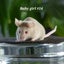Gorgeous baby girl mice! Carousel 8