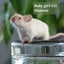 Gorgeous baby girl mice! Carousel 12