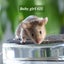 Gorgeous baby girl mice! Carousel 15
