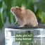 Gorgeous baby girl mice! Carousel 16