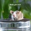 Gorgeous baby girl mice! Carousel 13