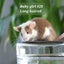 Gorgeous baby girl mice! Carousel 17