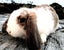 Baby Rabbits - Cute & Attractive Carousel 1
