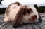 Baby Rabbits - Cute & Attractive Carousel 2