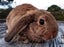 Baby Rabbits - Cute & Attractive Carousel 3