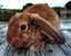 Baby Rabbits - Cute & Attractive Carousel 4